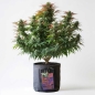 Preview: Grow Stofftopf Living Soil organic